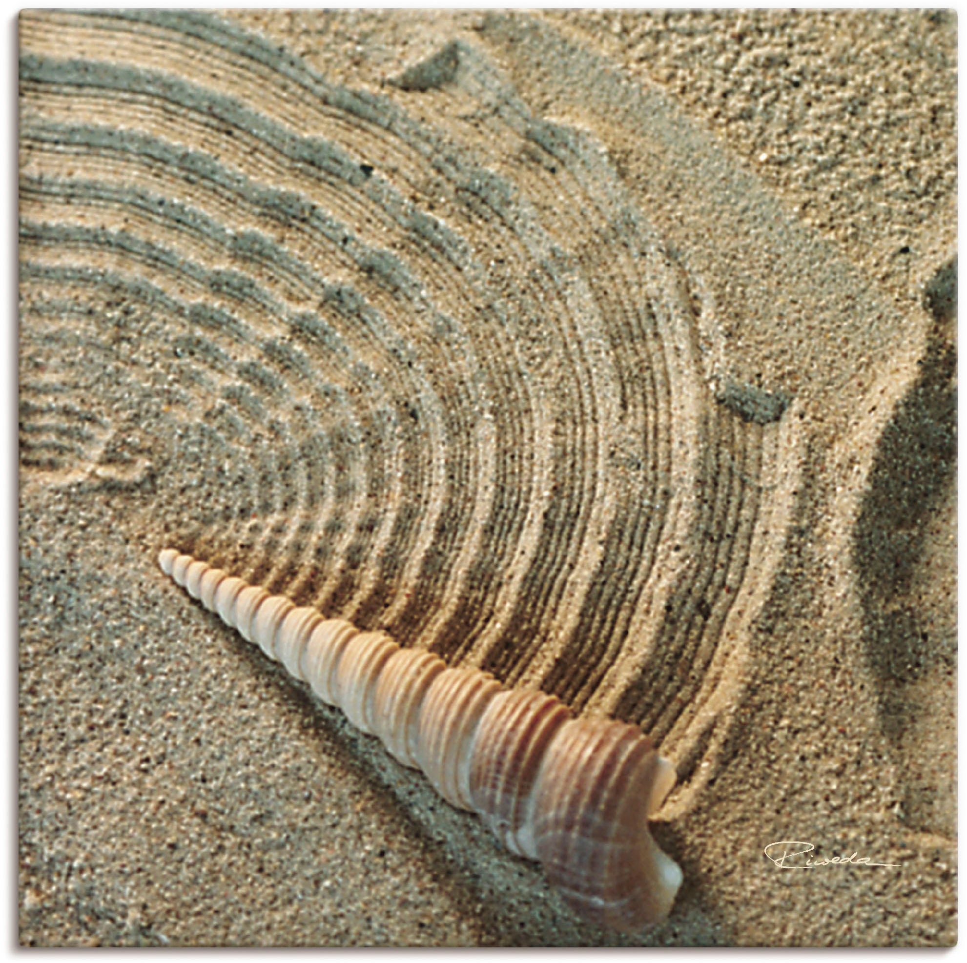 Wandbild »Zen IV - Muschel im Sand«, Zen, (1 St.), als Alubild, Outdoorbild,...