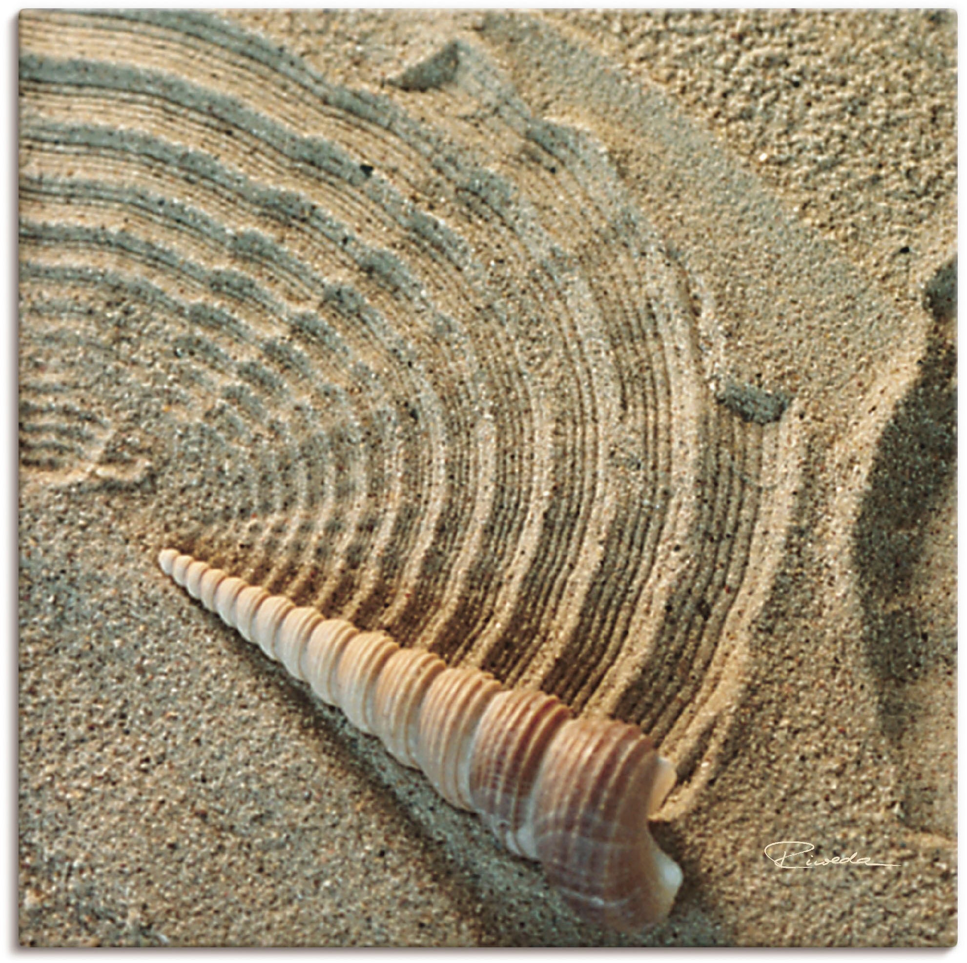 Artland Paveikslas »Zen IV - Muschel im Sand« ...