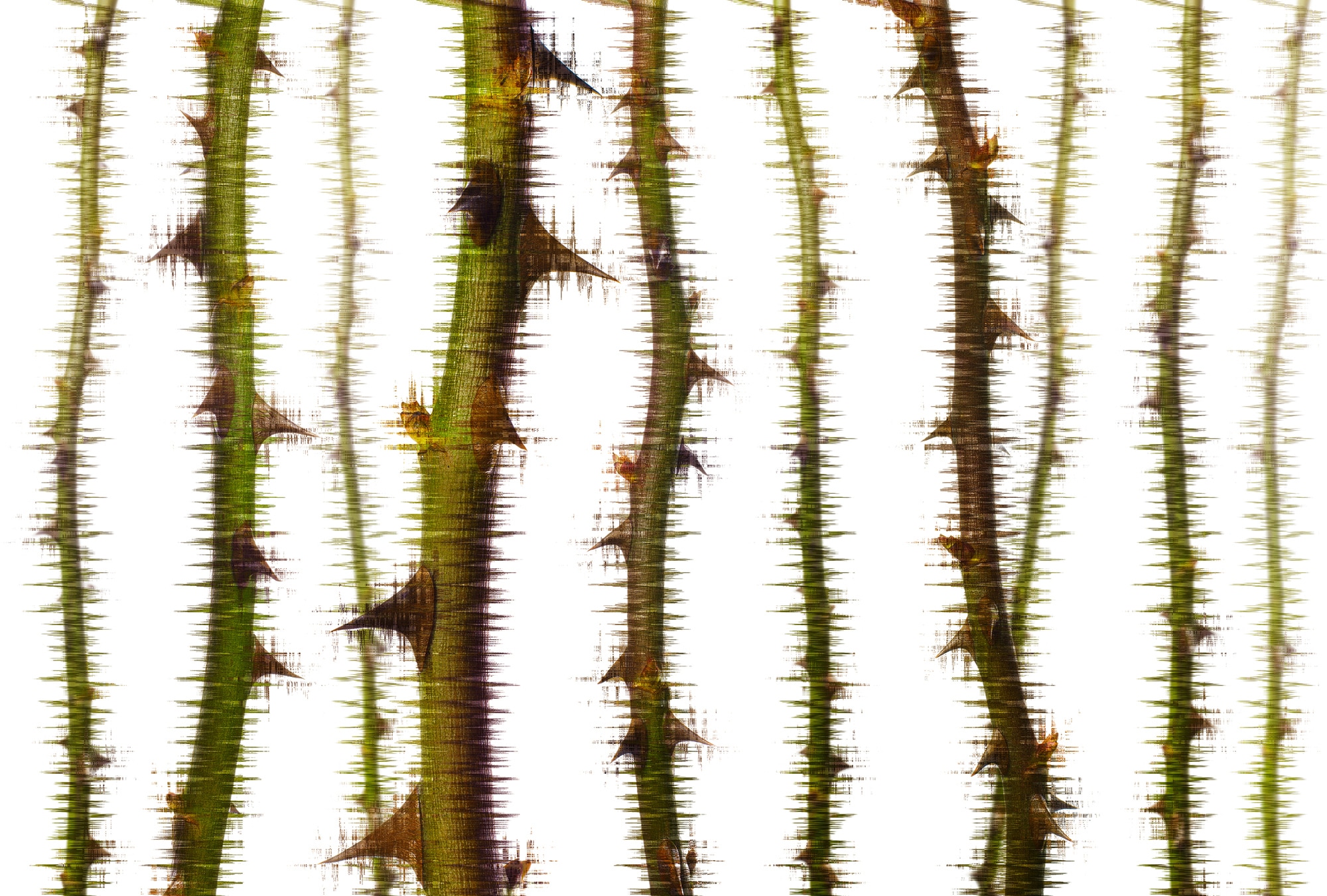 Architects Paper Fototapete "Atelier 47 Blurred Thorns 2" floral glatt Vlies, Wand, Schräge, Decke