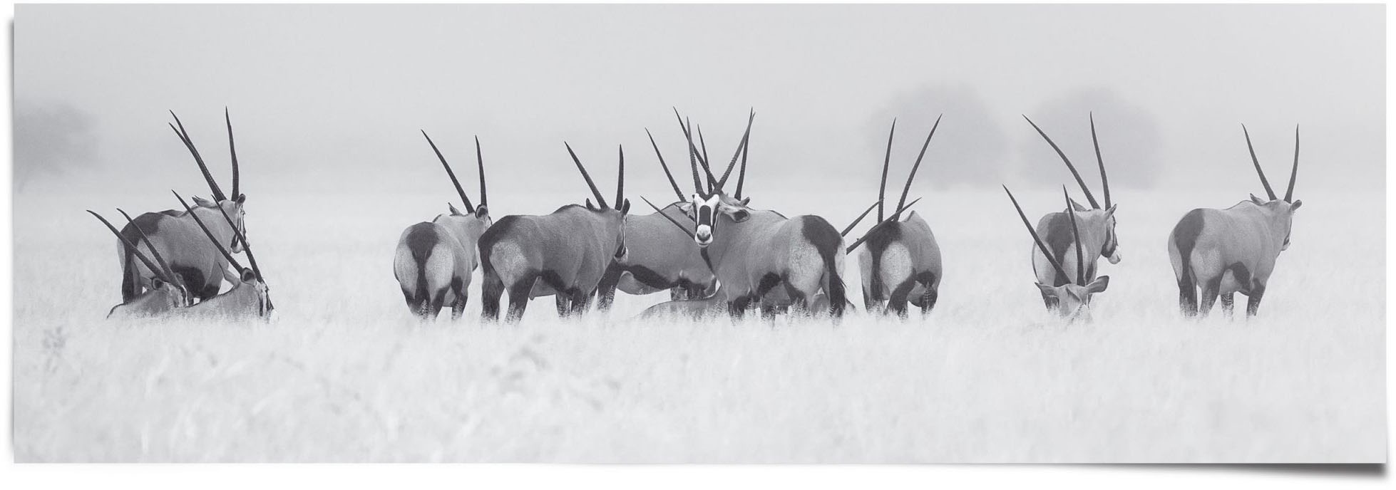 Herde«, (1 Poster St.) »Antilopen BAUR bestellen Reinders! |