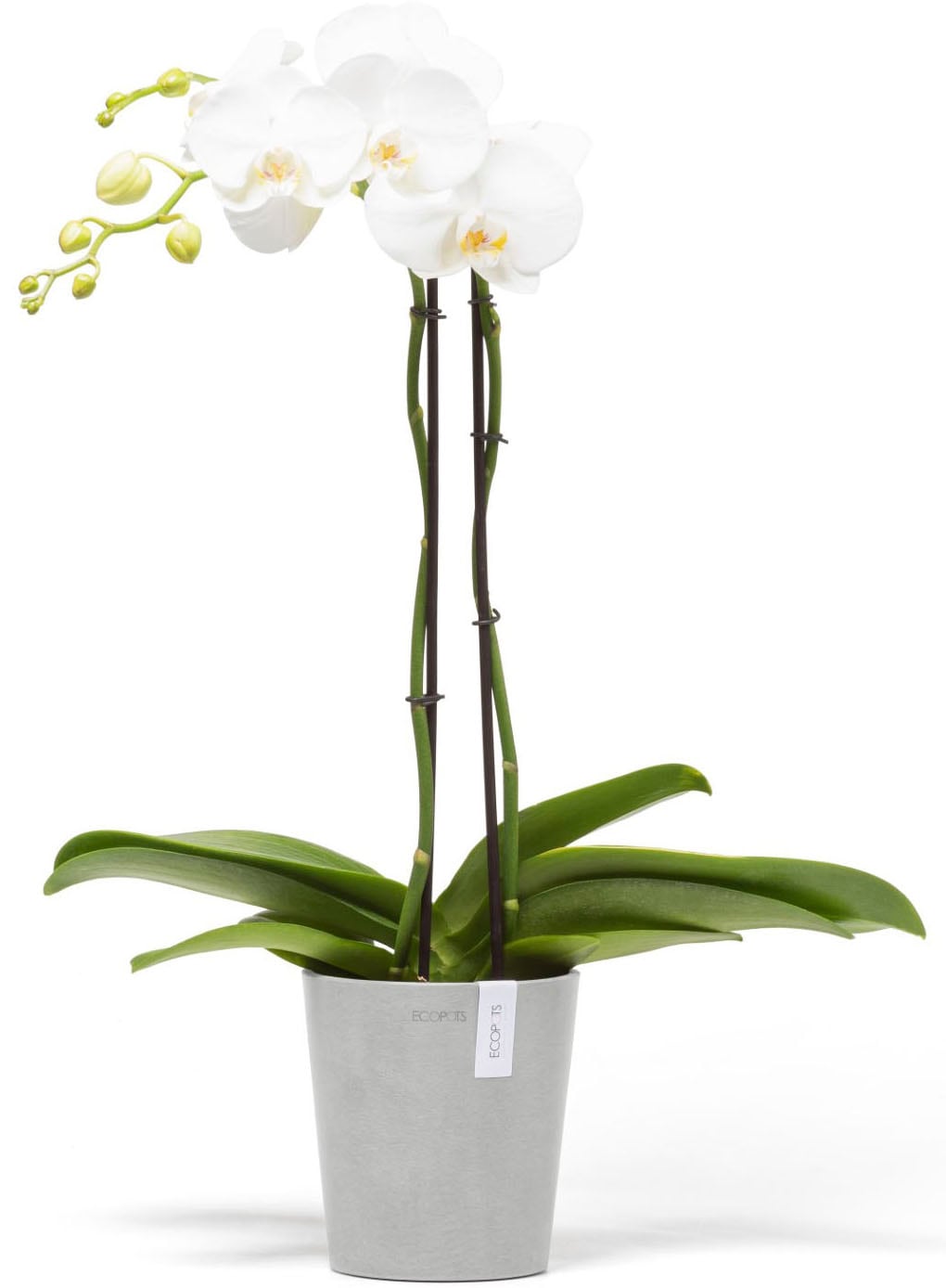 ECOPOTS Blumentopf »Morinda« ØxH: 14,2x16 cm