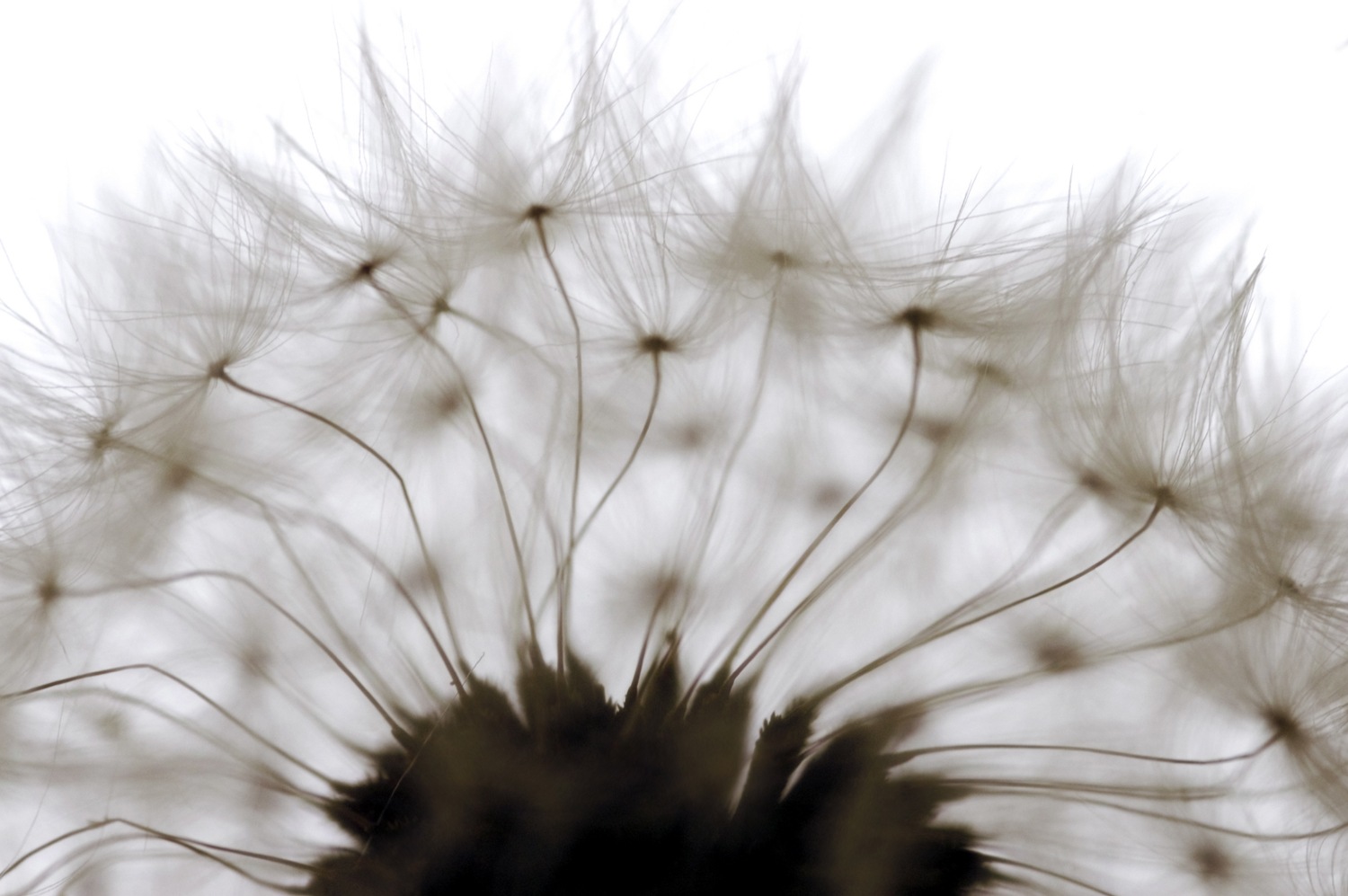 queence Wandsticker "Pusteblume" Selbstklebend, kinderleichte Anbringung günstig online kaufen