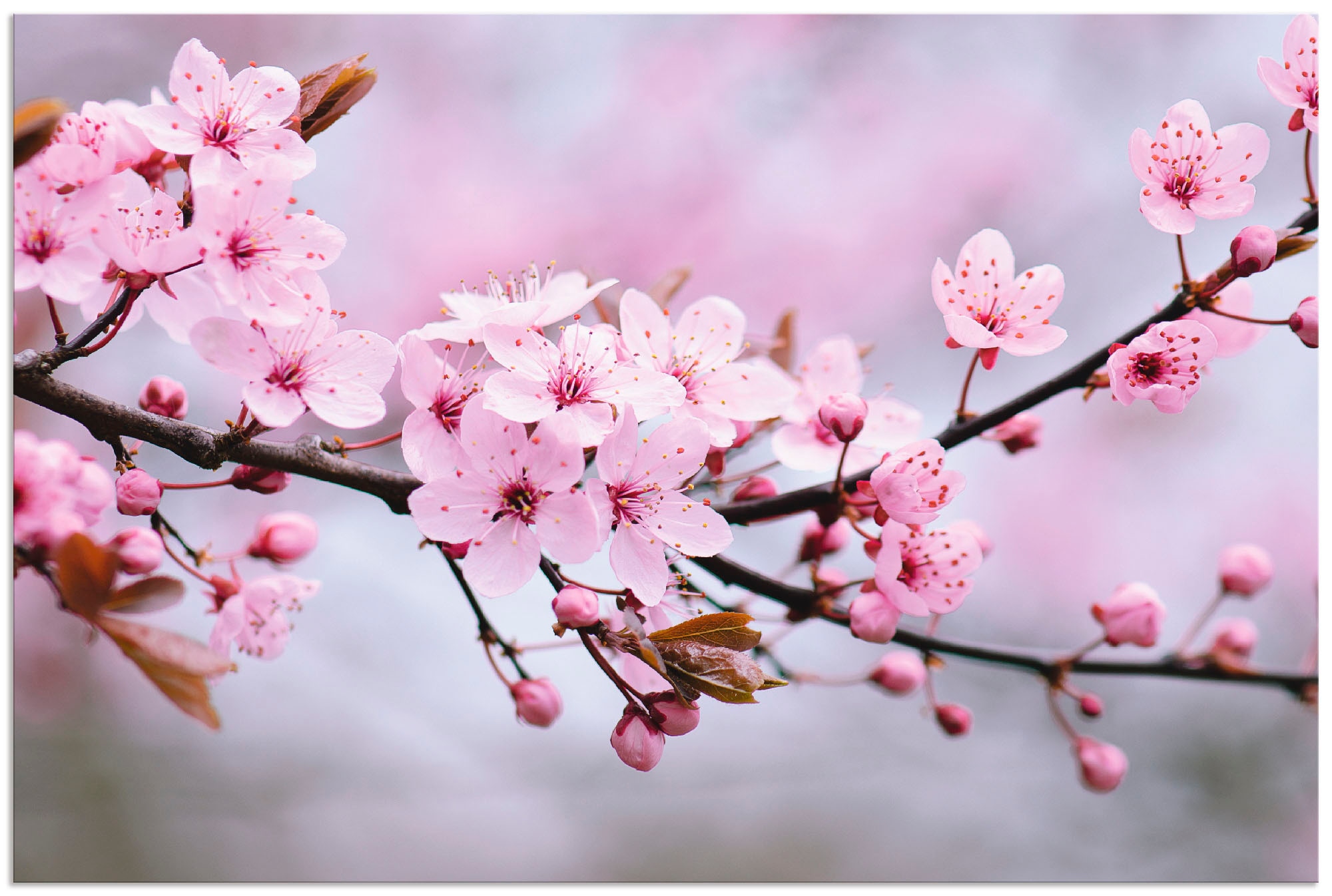 Artland Wandbild »Kirschblüten«, Blumen, (1 St.), als Alubild, Outdoorbild, Leinwandbild, Poster, Wandaufkleber