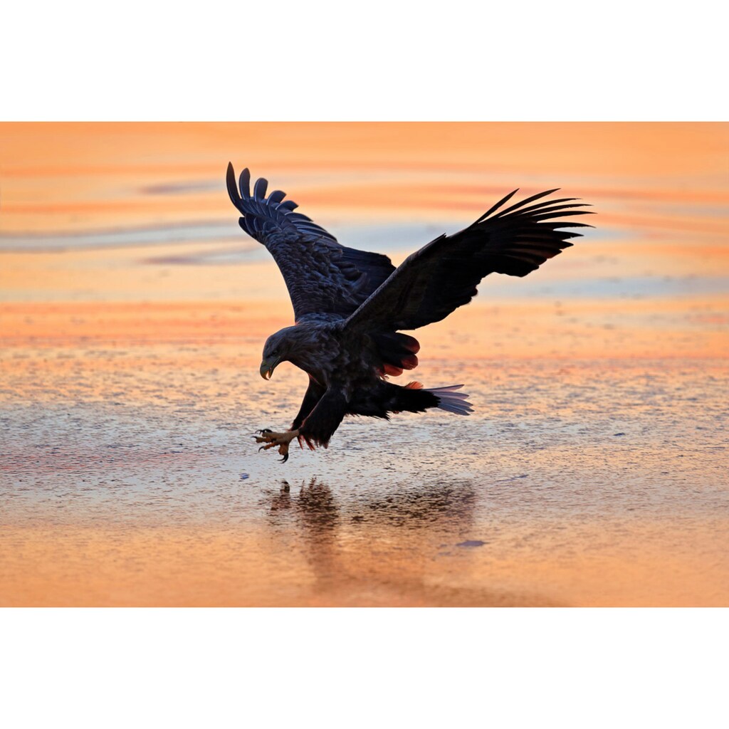Papermoon Fototapete »Vogel über Wasser«