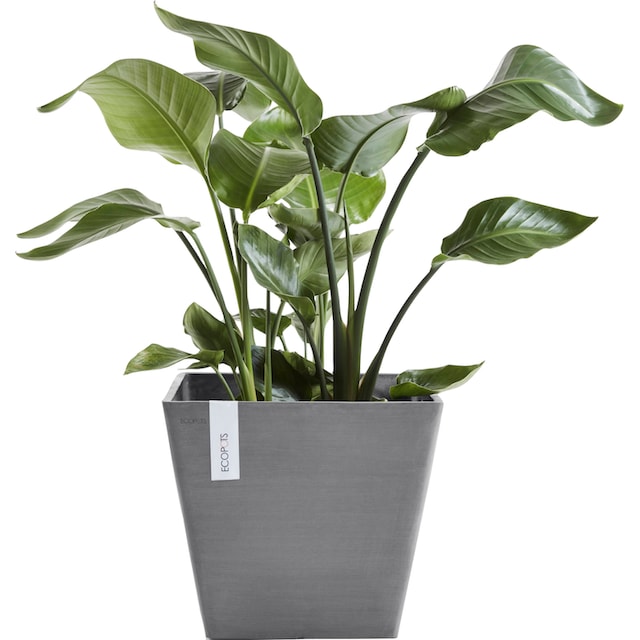 ECOPOTS Blumentopf »ROTTERDAM Grey«, BxTxH: 40x40x35 cm bestellen | BAUR