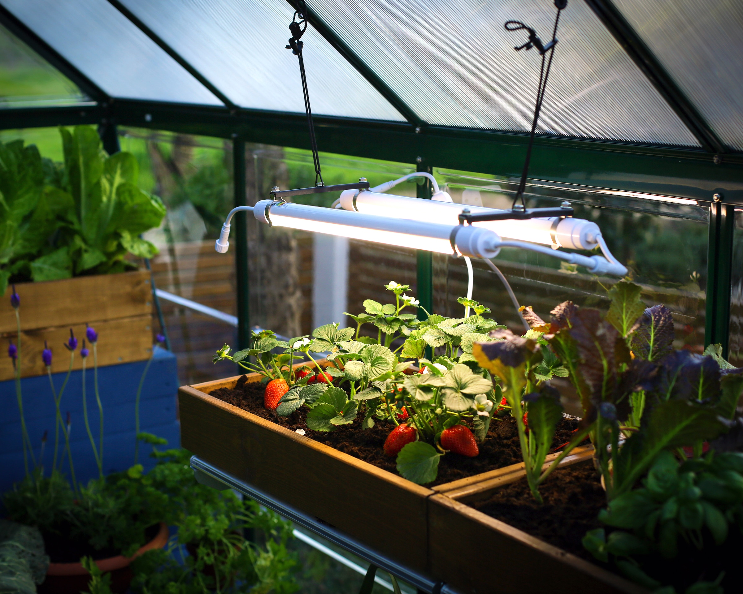 Palram - Canopia LED Gartenleuchte »Brighton«, Leuchtmittel LED-Modul | LED fest integriert, LED-UV-Wachstumslicht für Gewächshäuser