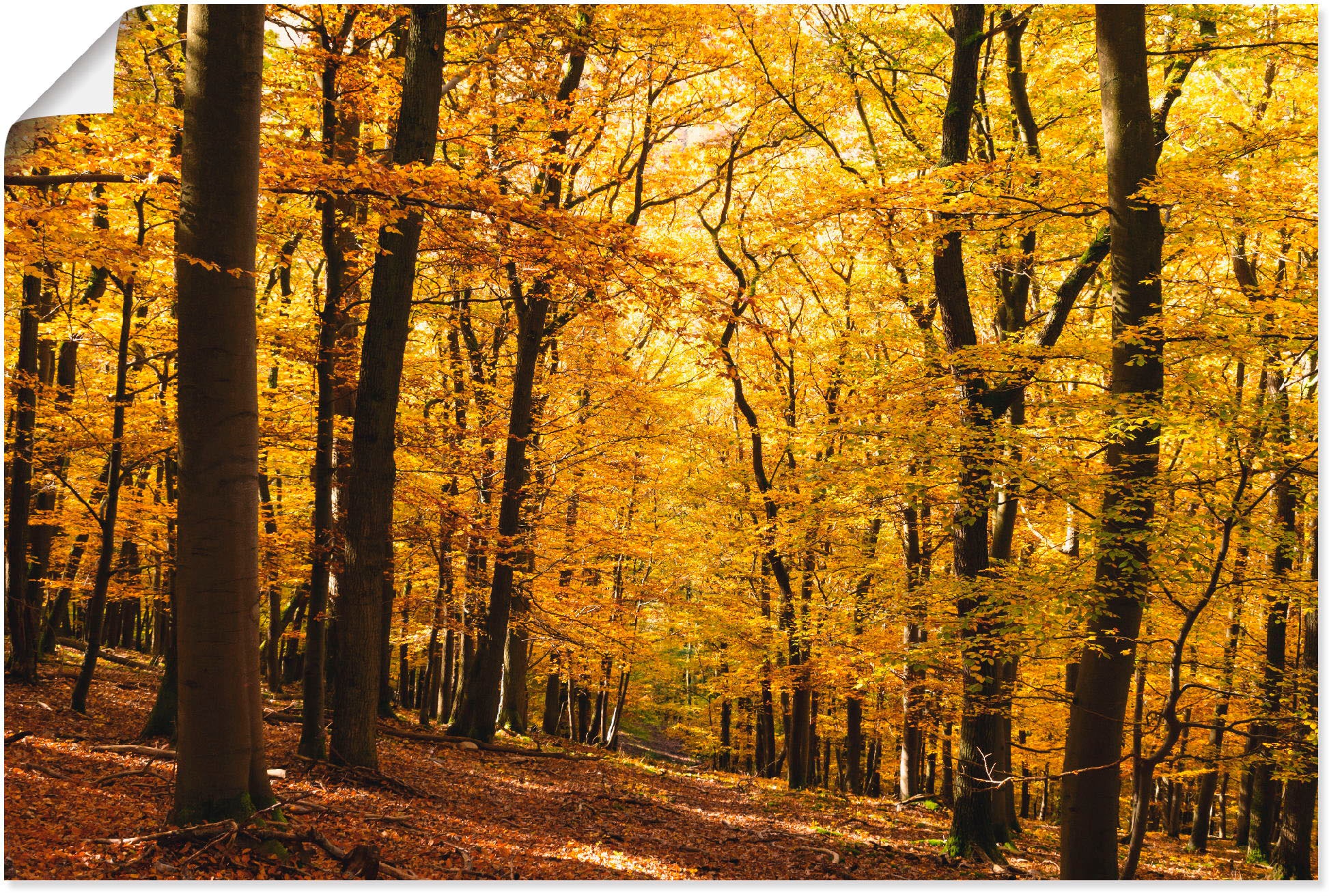 Artland Wandbild "Spaziergang im Herbstwald", Wald, (1 St.), als Alubild, Outdoorbild, Leinwandbild, Poster in verschied