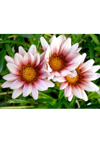 Papermoon Fototapetas »Afrikanische Gazania Blum...