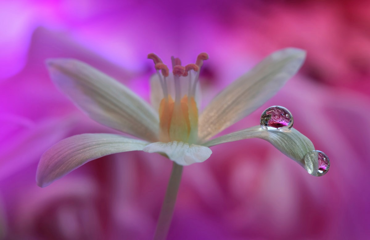 Papermoon "Zen Wassertropfen mit Blume Makro"