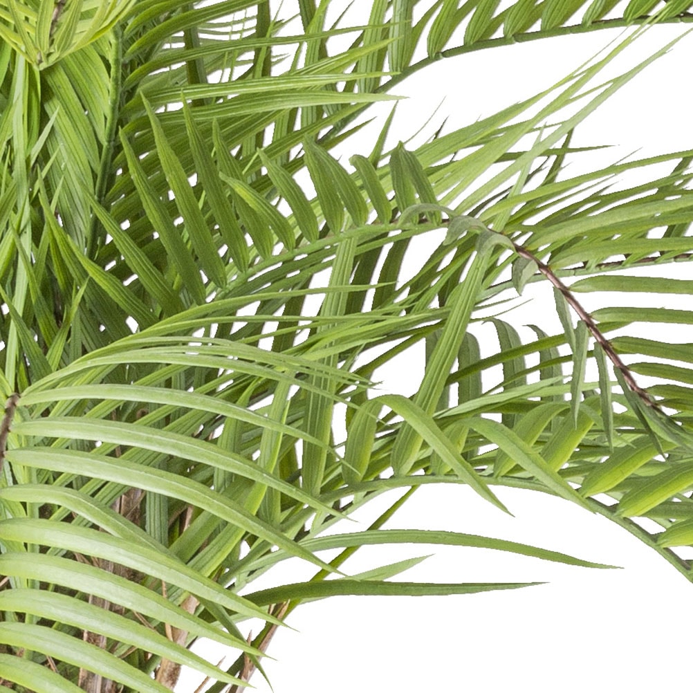 Creativ green Kunstpalme »Macauba Palme«, mit hohem Stamm