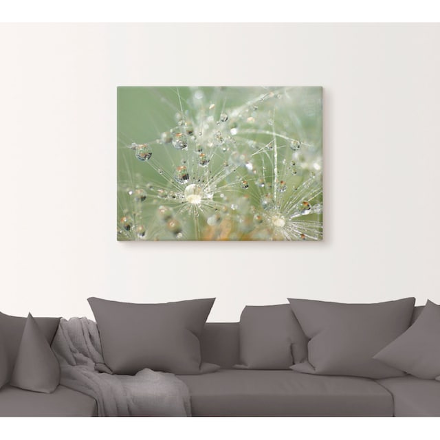 Artland Wandbild »Wassertropfen Pusteblume«, Blumen, (1 St.), als  Leinwandbild, Wandaufkleber oder Poster in versch. Größen kaufen | BAUR