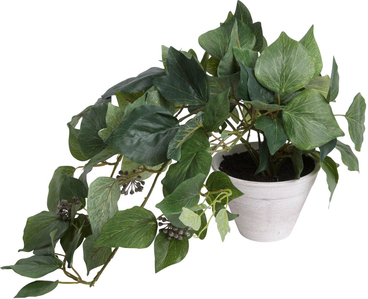 Botanic-Haus Künstliche Zimmerpflanze »Schwarzpappelhaengebusch im Tontopf«