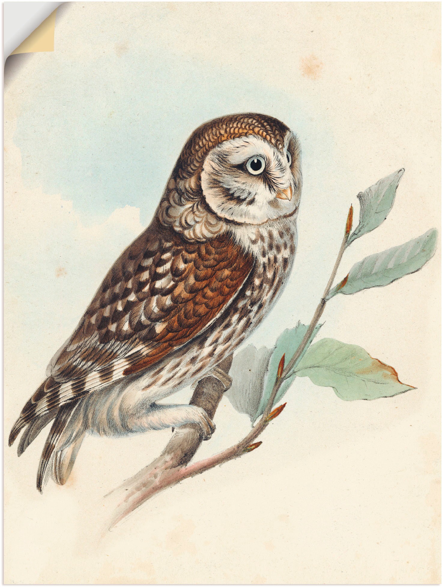 Artland Wandbild »Kleine Eule«, Vögel, (1 St.), als Alubild, Leinwandbild, Wandaufkleber oder Poster in versch. Größen