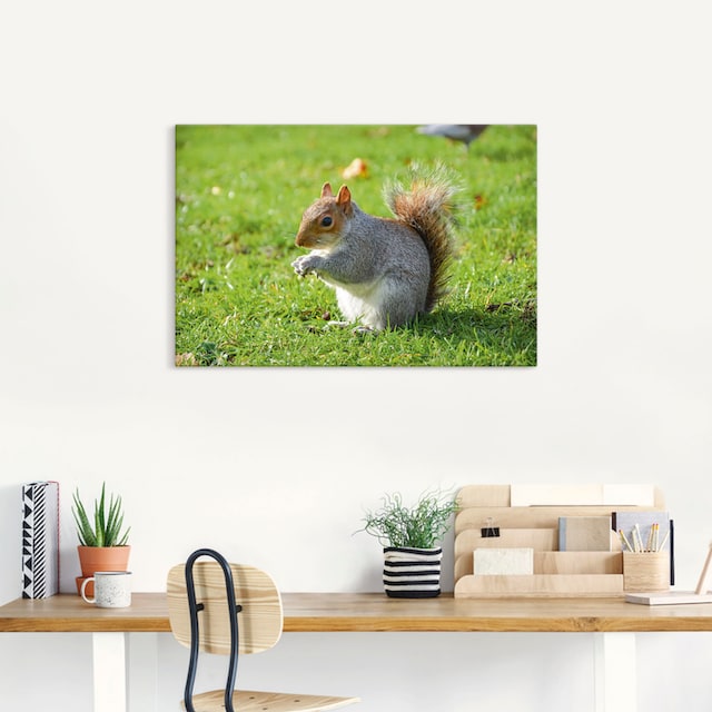 Artland Wandbild »Graues Eichhörnchen«, Wildtiere, (1 St.), als Alubild,  Leinwandbild, Wandaufkleber oder Poster in versch. Größen kaufen | BAUR