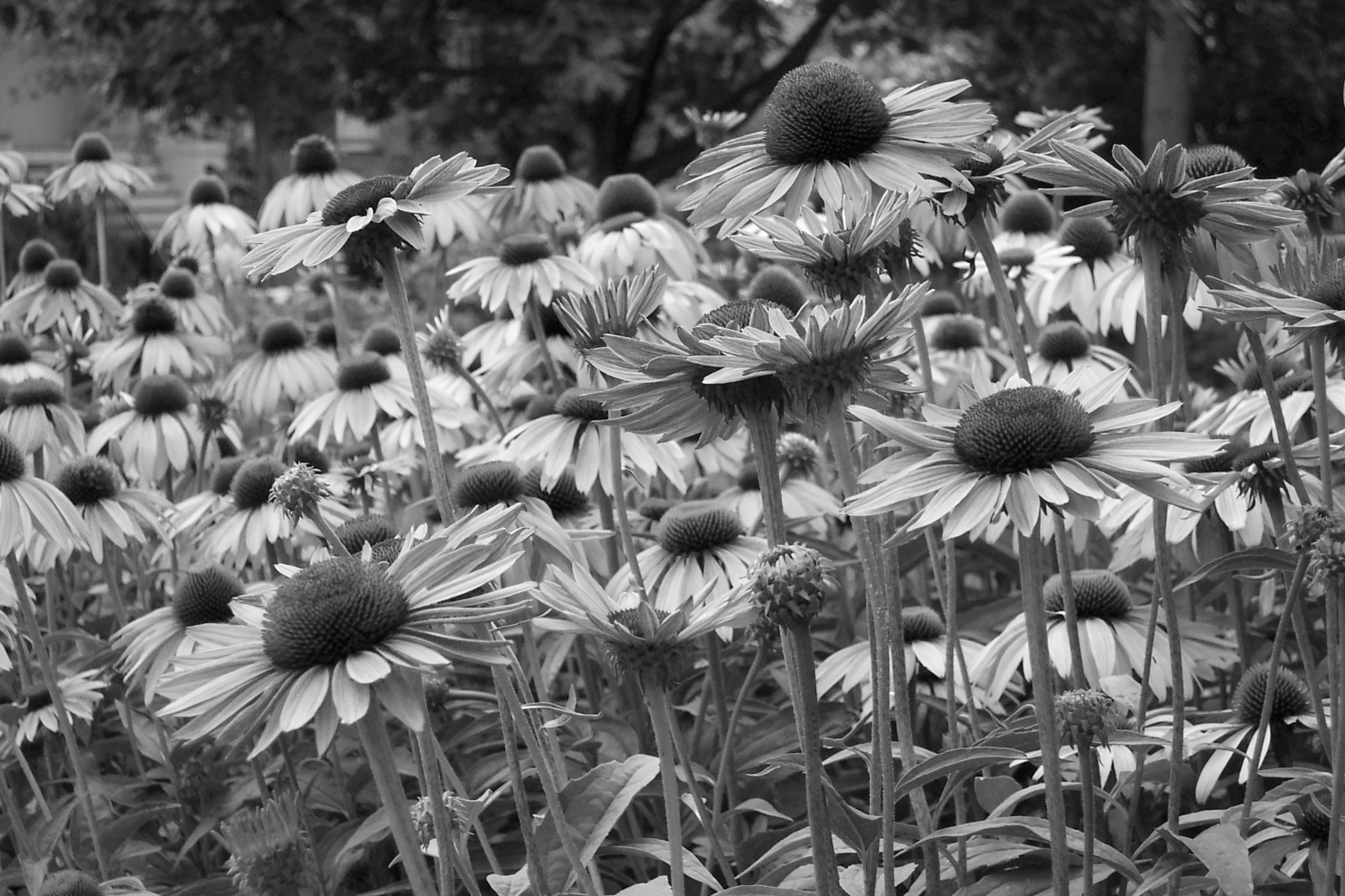 Papermoon Fototapete "Blumen Schwarz & Weiß"