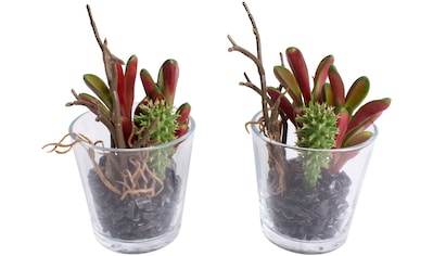 Creativ green Künstliche Zimmerpflanze »Mini-Sukkulenten«, im Tontopf, 6er  Set kaufen | BAUR