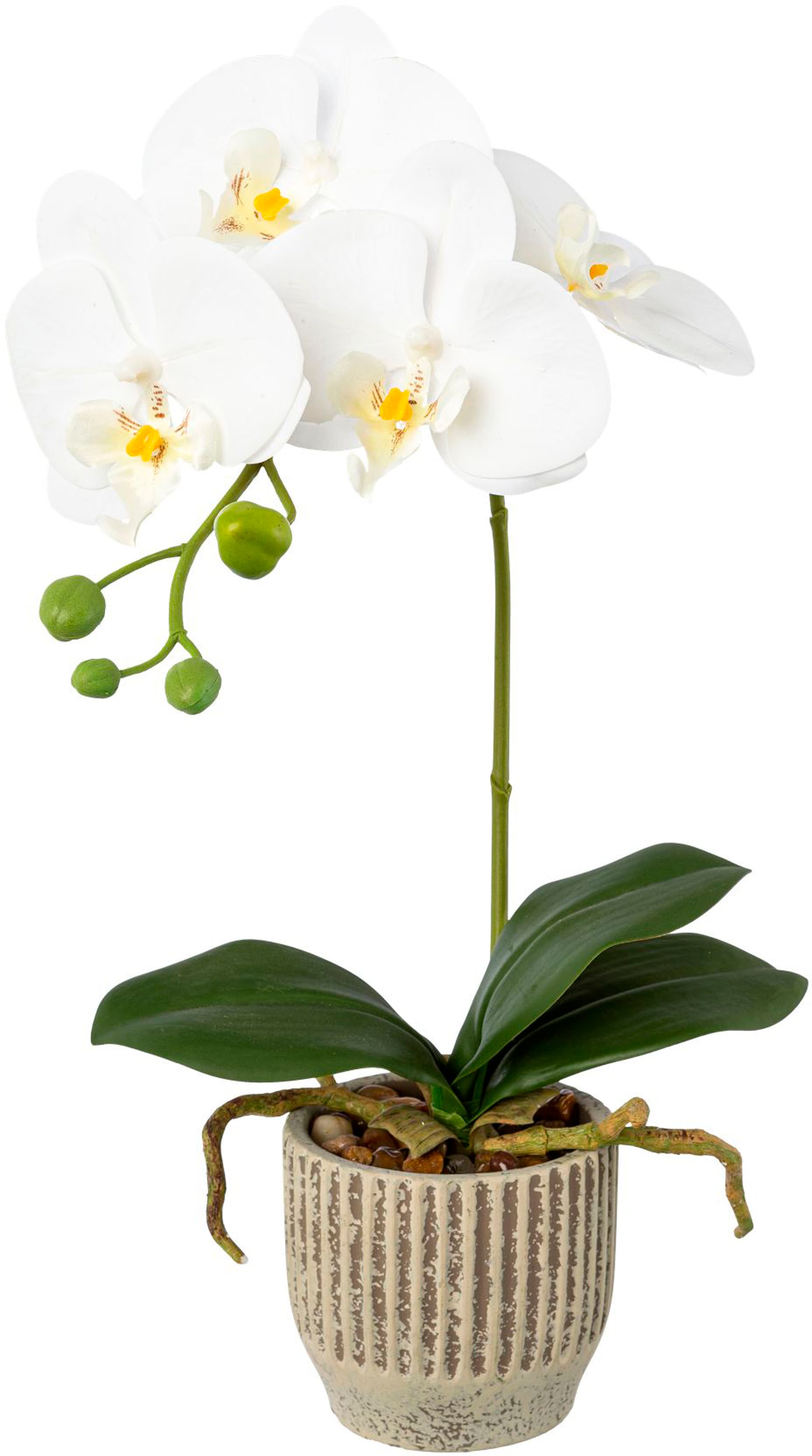 | »Orchidee green Kunstorchidee BAUR im Keramiktopf« Creativ Phalaenopsis kaufen