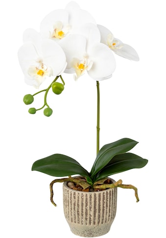 Creativ green Kunstorchidee »Orchidee Phalaenopsis i...