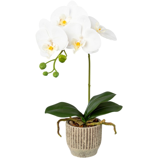 Creativ green Kunstorchidee »Orchidee Phalaenopsis im Keramiktopf« kaufen |  BAUR