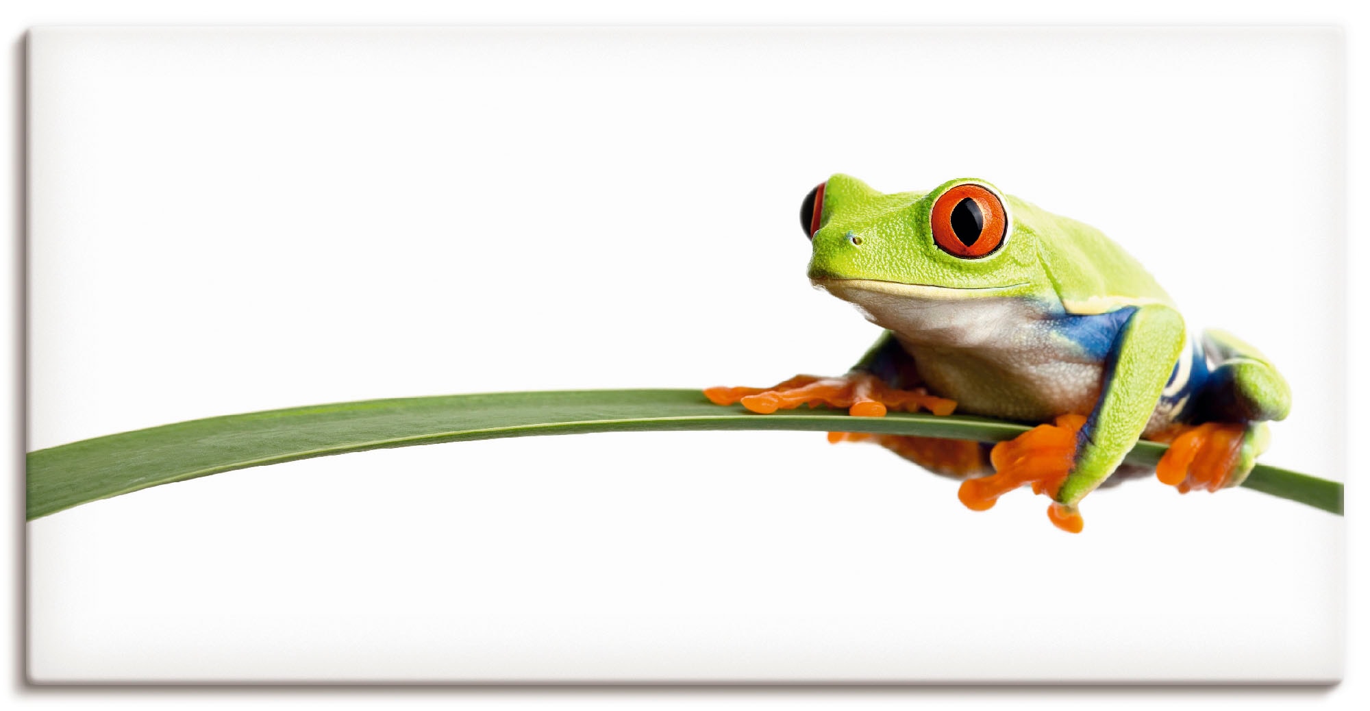 Artland Wandbild "Frosch auf einem Blatt" Wassertiere 1 Stk. tlg. als Leinw günstig online kaufen