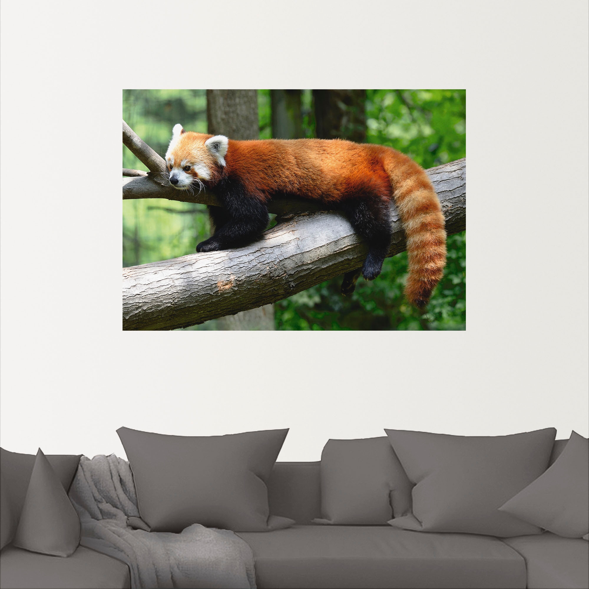 Artland Wandbild »Roter Panda«, Wildtiere, (1 St.), als Poster, Wandaufkleber in verschied. Größen