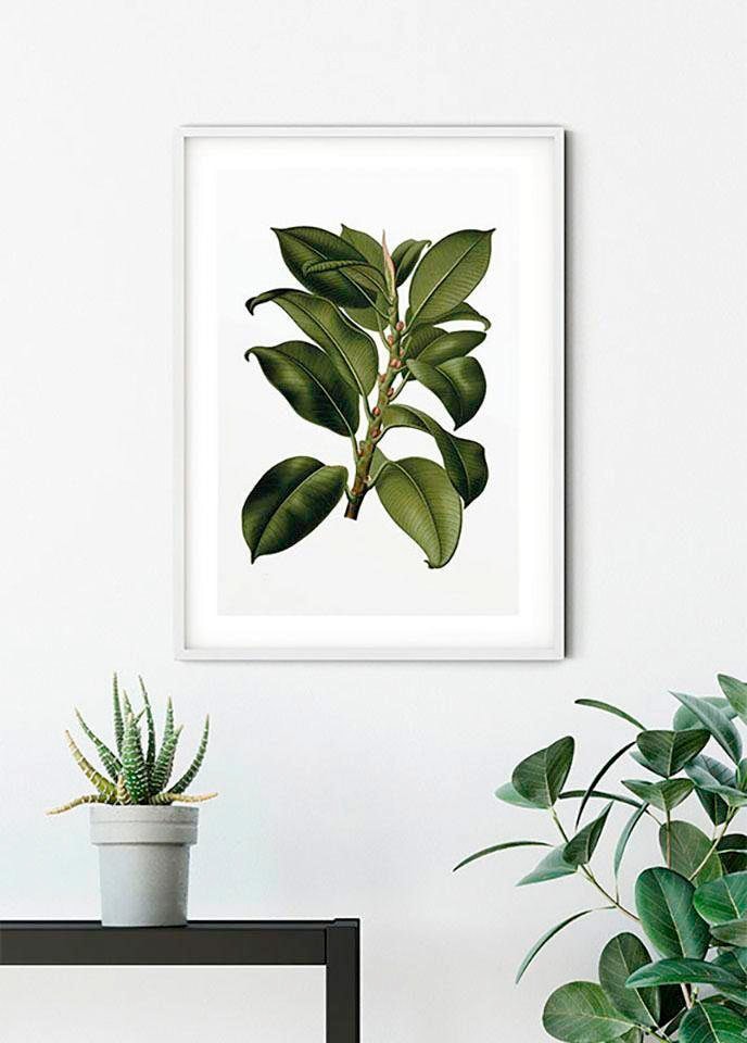 (1 Tree«, St.), Komar Pflanzen-Blätter, »Elastica Poster Kinderzimmer, | Schlafzimmer, Wohnzimmer BAUR