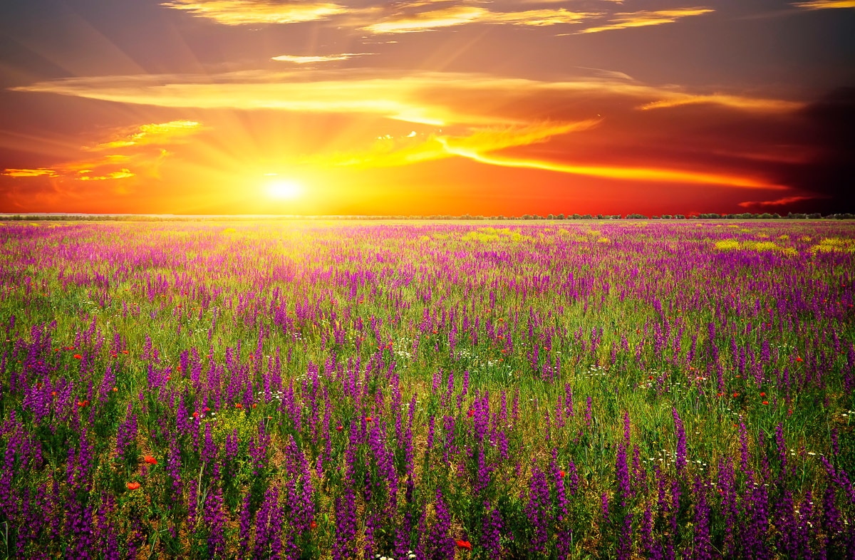 Papermoon 1100000002199 "Blumenwiese Sonnenuntergang"