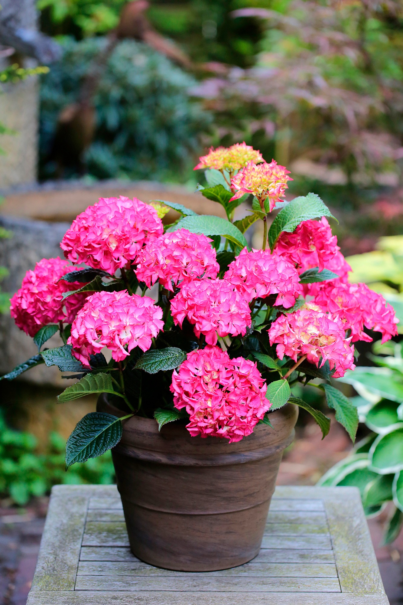BCM Gehölze »Hortensie 'Selma'«, (1 St.), Höhe: 30-40 cm, 1 Pflanze kaufen