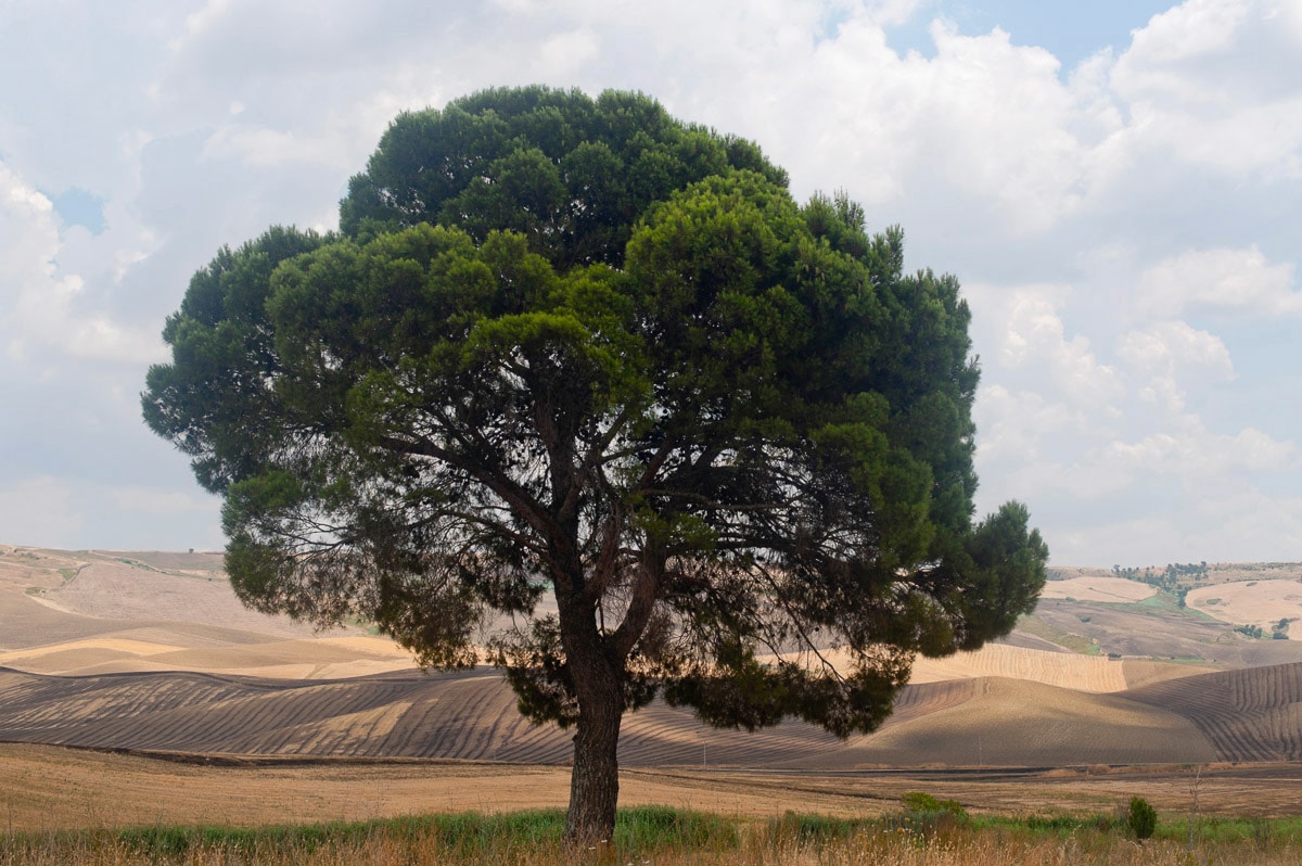 Papermoon Fototapete "Baum in Landschaft"