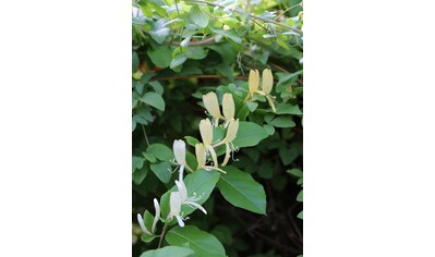 BCM Kletterpflanze »Geißblatt 'Halliana'«, (1 St.), Höhe: 80-100 cm, 1 Pflanze kaufen