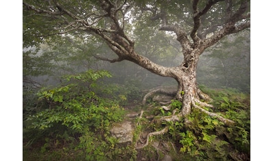 Fototapete »Gruseliger Wald«