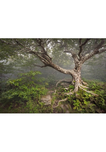 Fototapete »Gruseliger Wald«