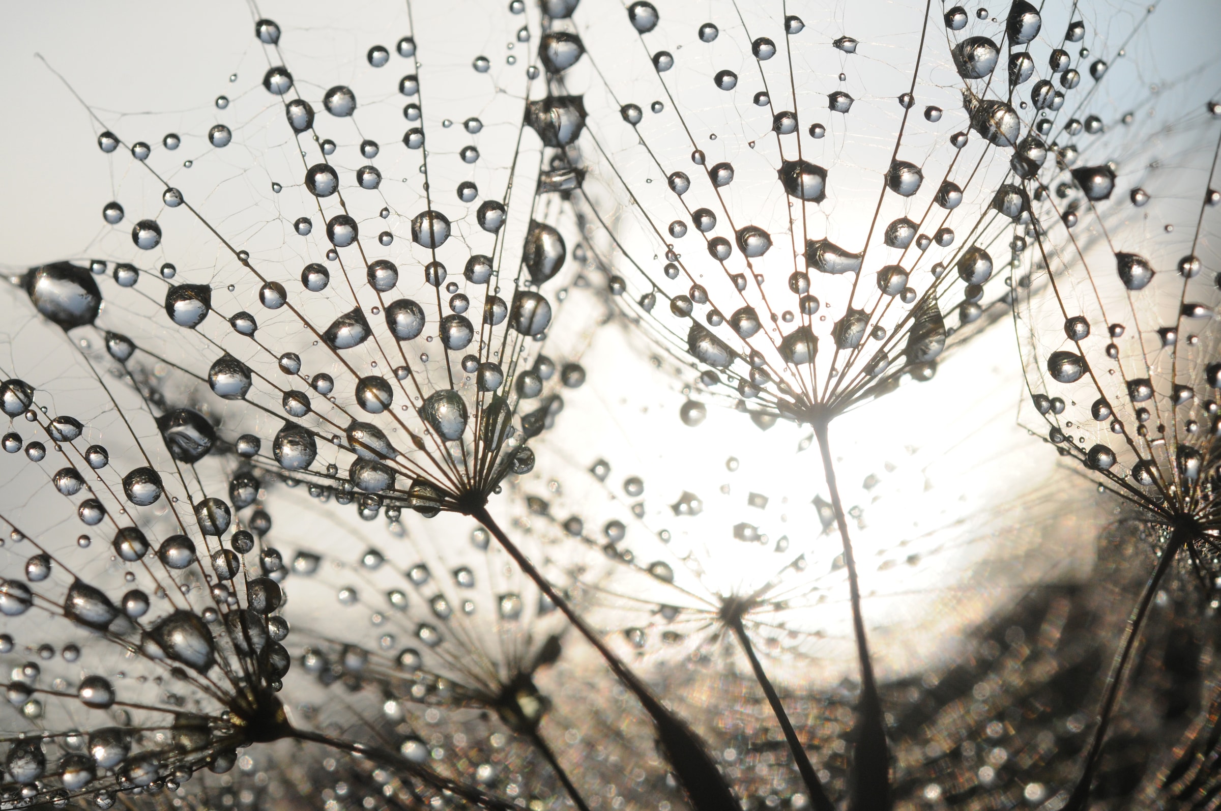 Fototapete »Dandelion Seeds Drops«