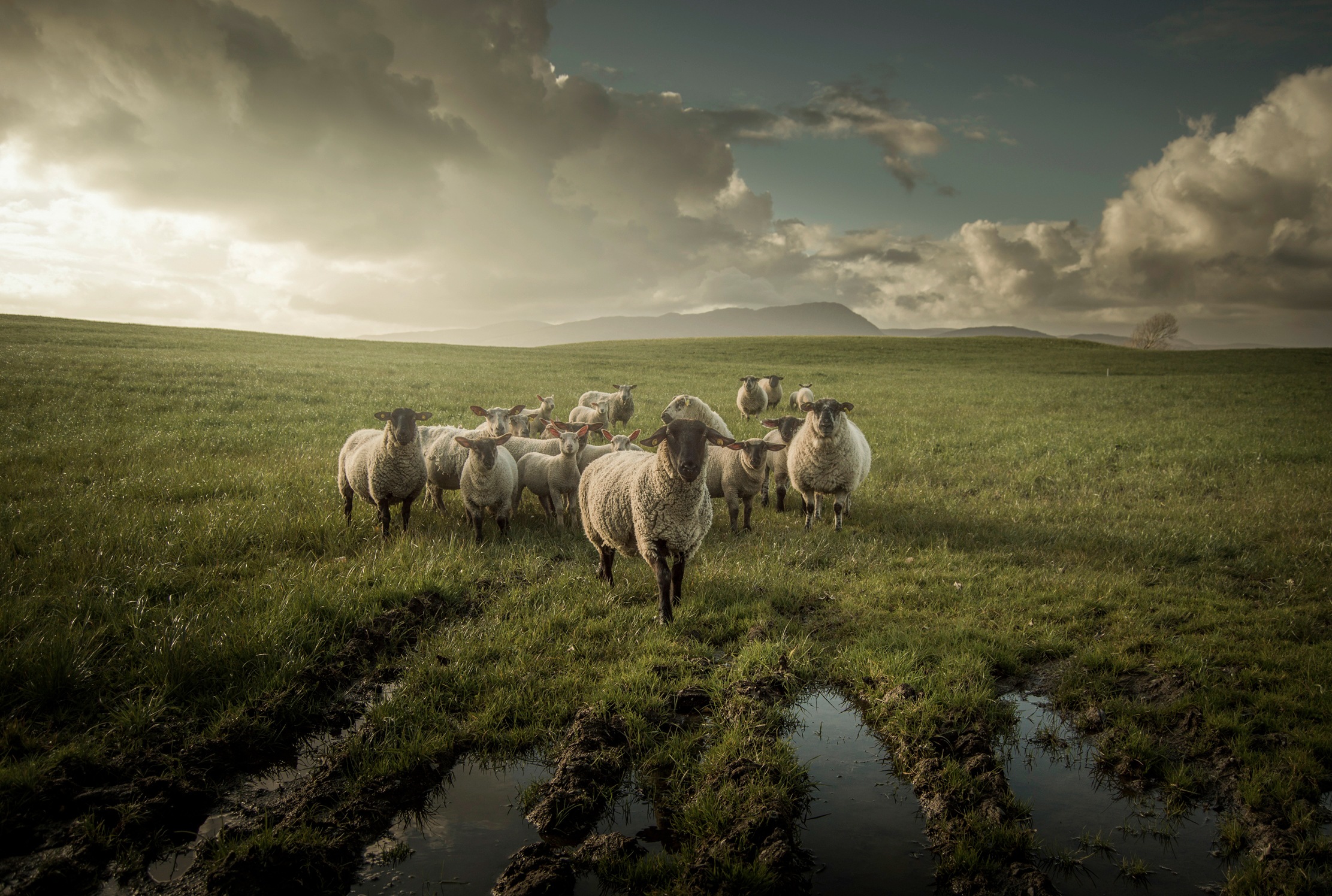 Papermoon Fototapete »Photo-Art DAVID AHERN, SCHAF«