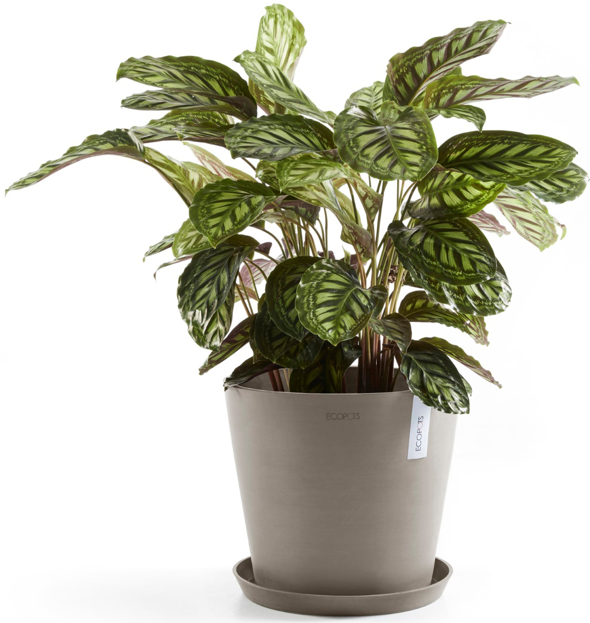 ECOPOTS Blumentopf »Amsterdam 30 + Wassersystem Taupe«, für innen und außen: frostsicher, bruchsicher und lichtbeständig