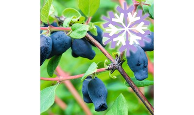 BCM Kletterpflanze »Honigbeere 'Sibirian Blue Berry'«, (3 St.), Höhe: 50-60 cm, 3... kaufen