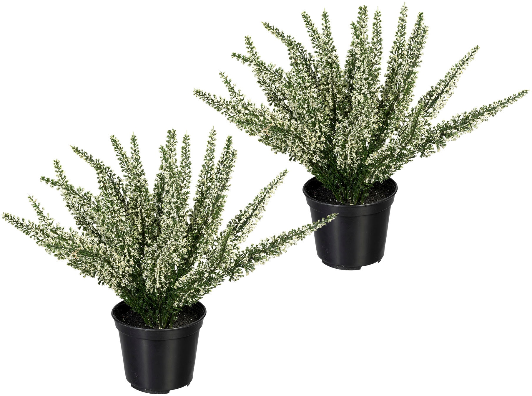»Erikabusch«, kaufen Künstliche Set green Zimmerpflanze 2er Creativ | BAUR