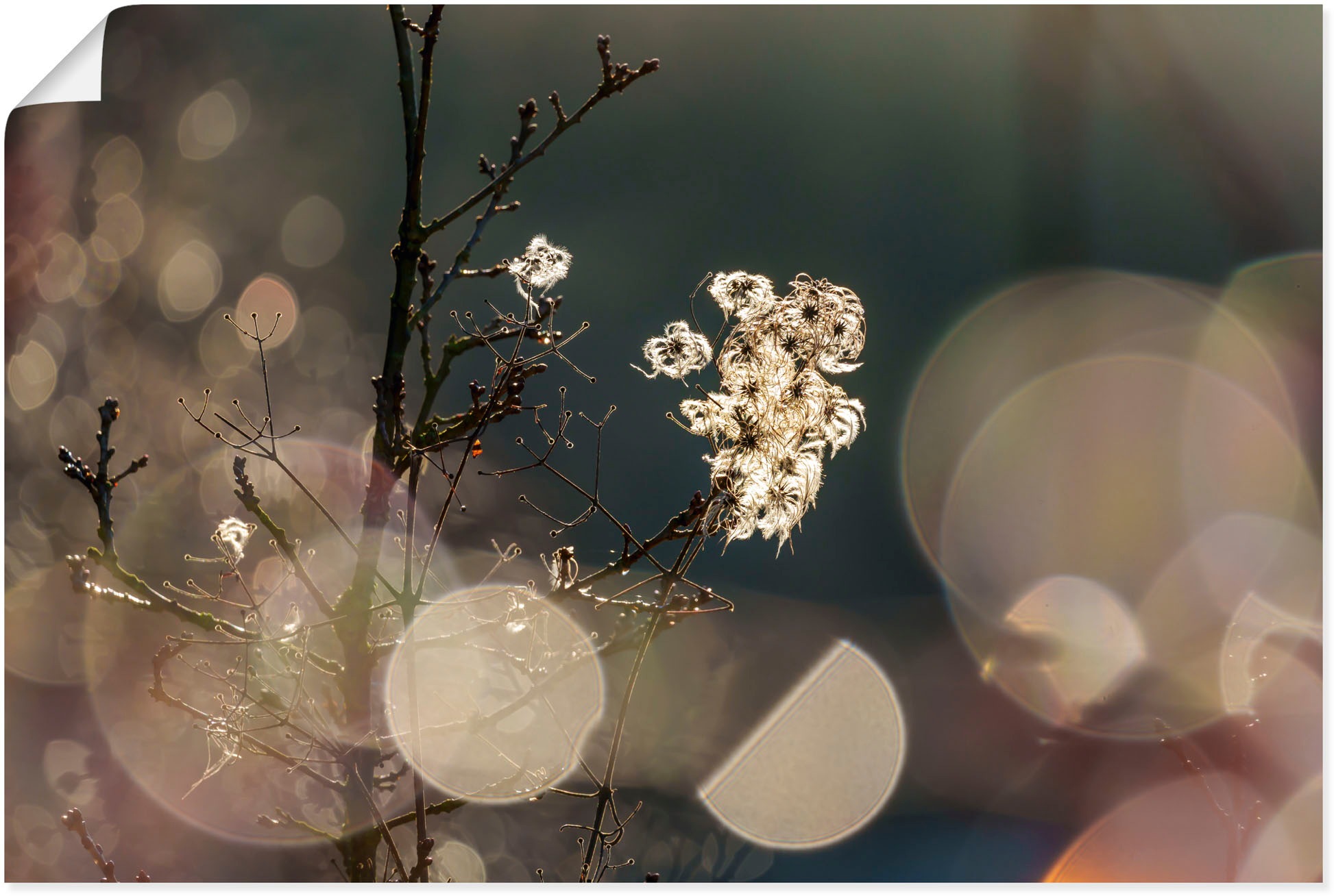 Artland Wandbild "Naturromantik", Blumenbilder, (1 St.), als Leinwandbild, günstig online kaufen