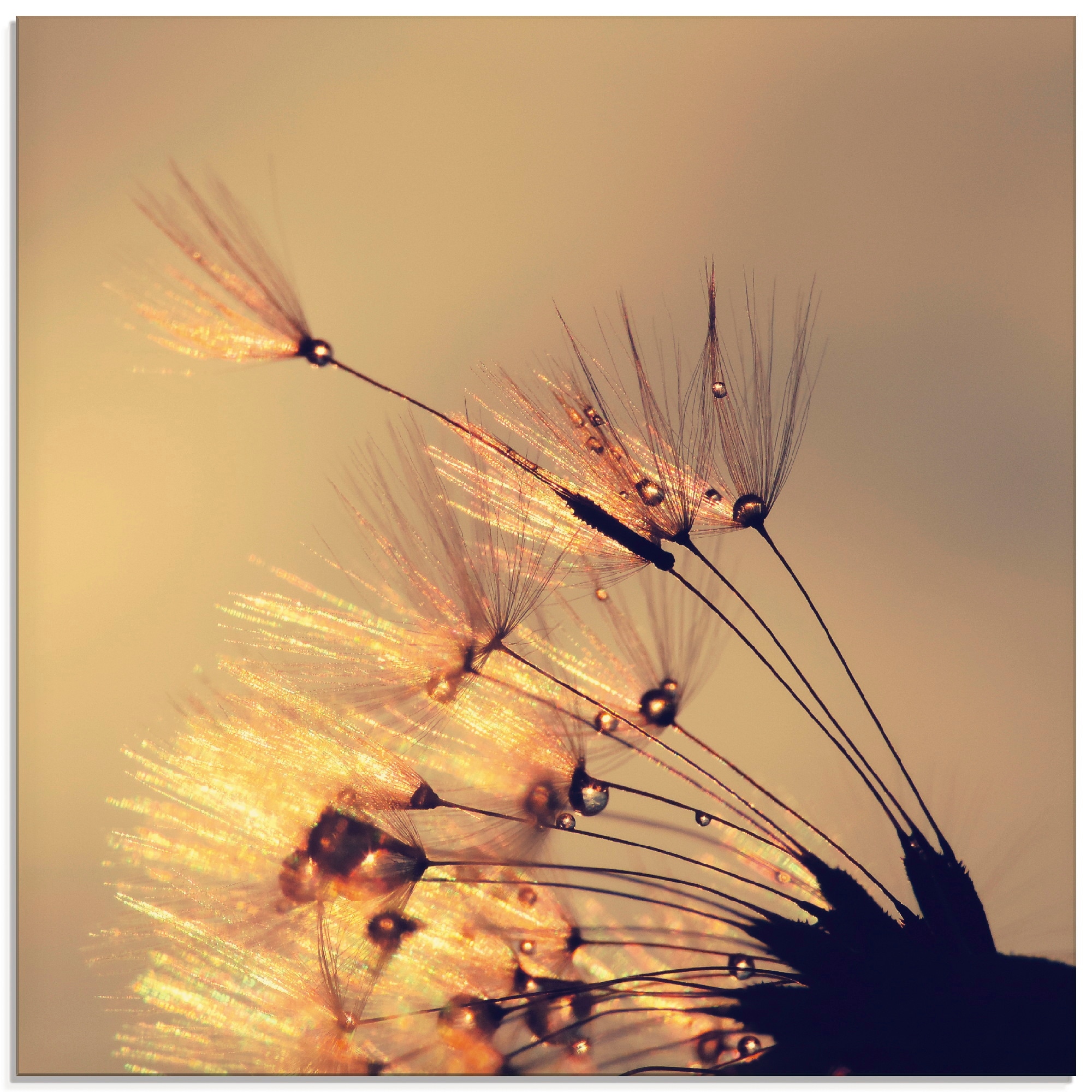 Artland Glasbild "Pusteblume Goldene Schirmchen" Blumen 1 Stk. tlg. in verschiedenen Größen