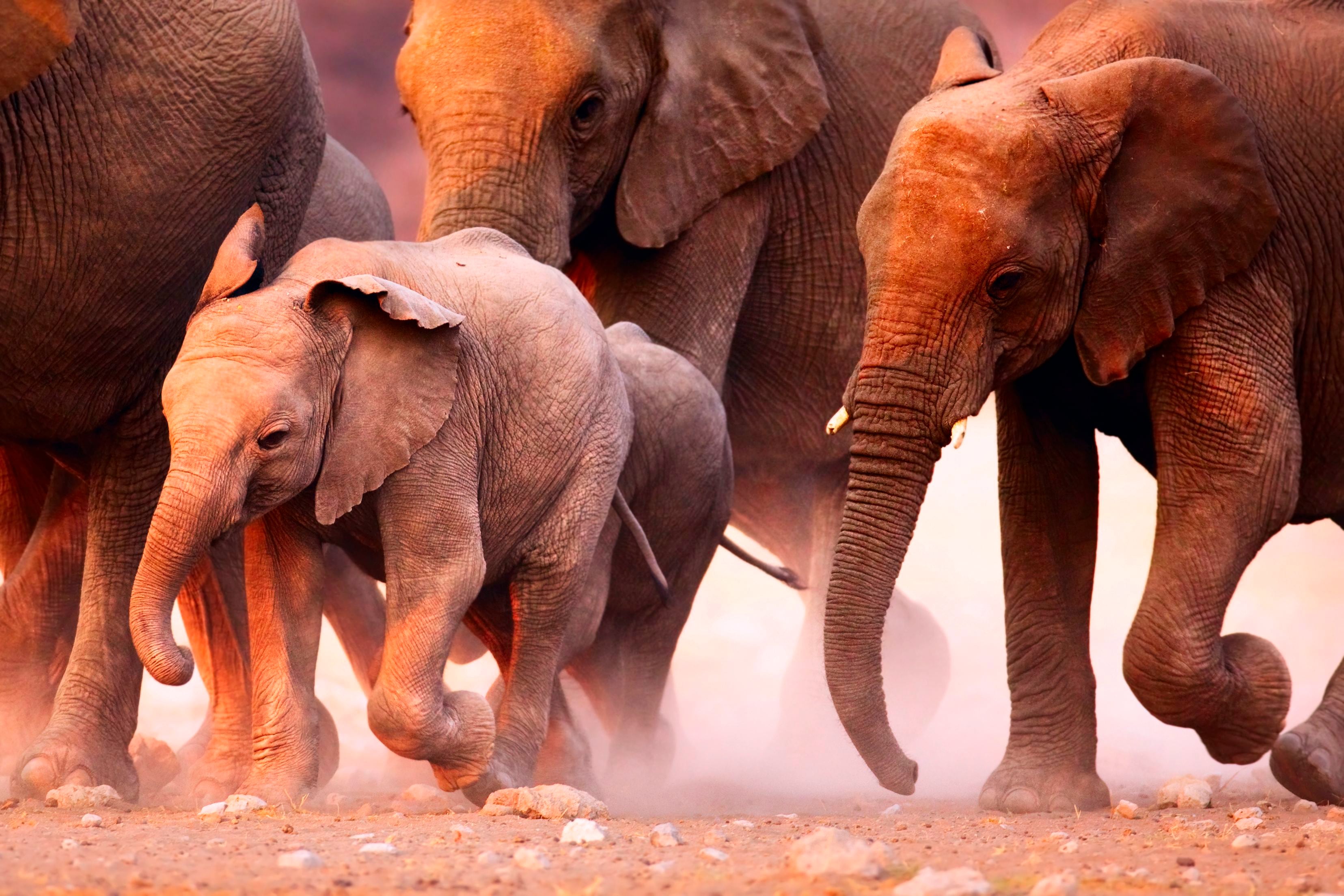 Papermoon Fototapete "Elephant Herd" glatt