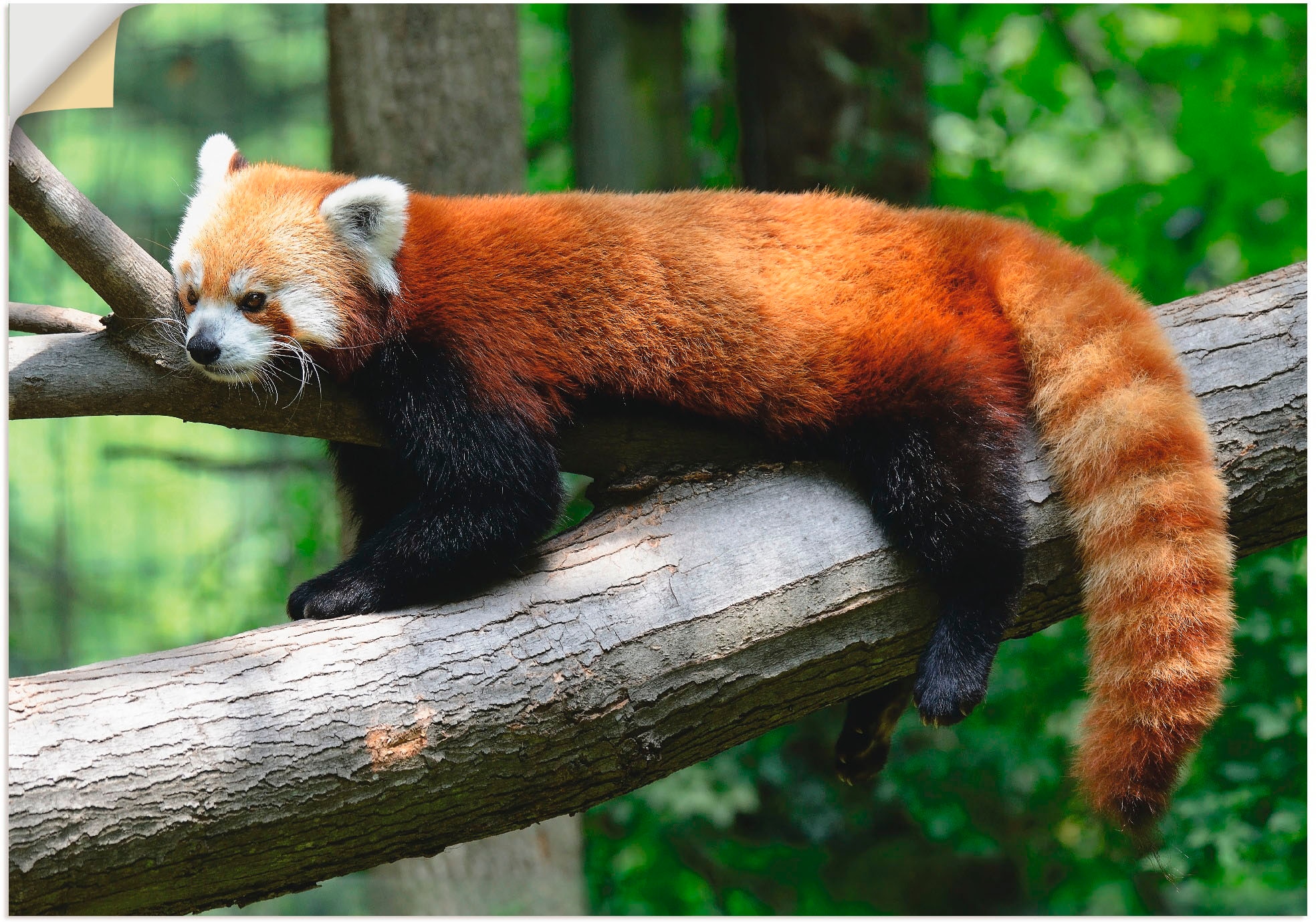 St.), Poster, Panda«, Artland Wandbild Wandaufkleber BAUR in verschied. Größen »Roter (1 als | Wildtiere,