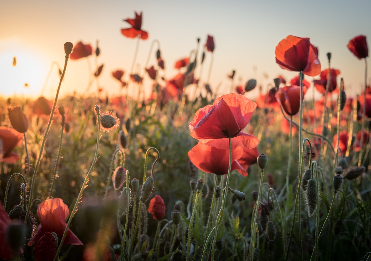 queence XXL-Wandbild "Akustikbild Mohn Mohnfeld bei Sonnenaufgang" Bilder v günstig online kaufen