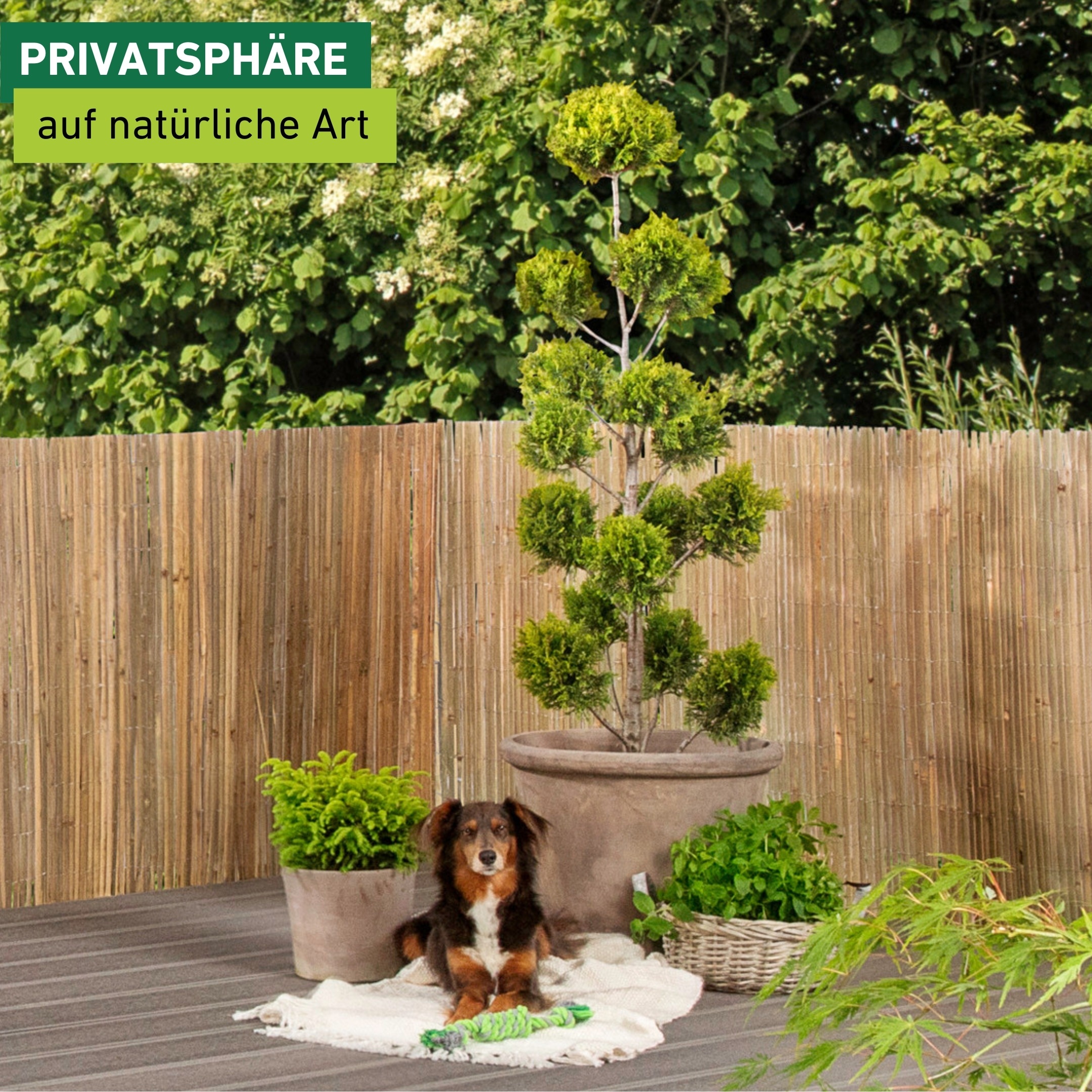 Windhager Sichtschutzzaunmatten natürlicher Sicht- und Windschutz für Balkon und Terrasse, L: 3 m