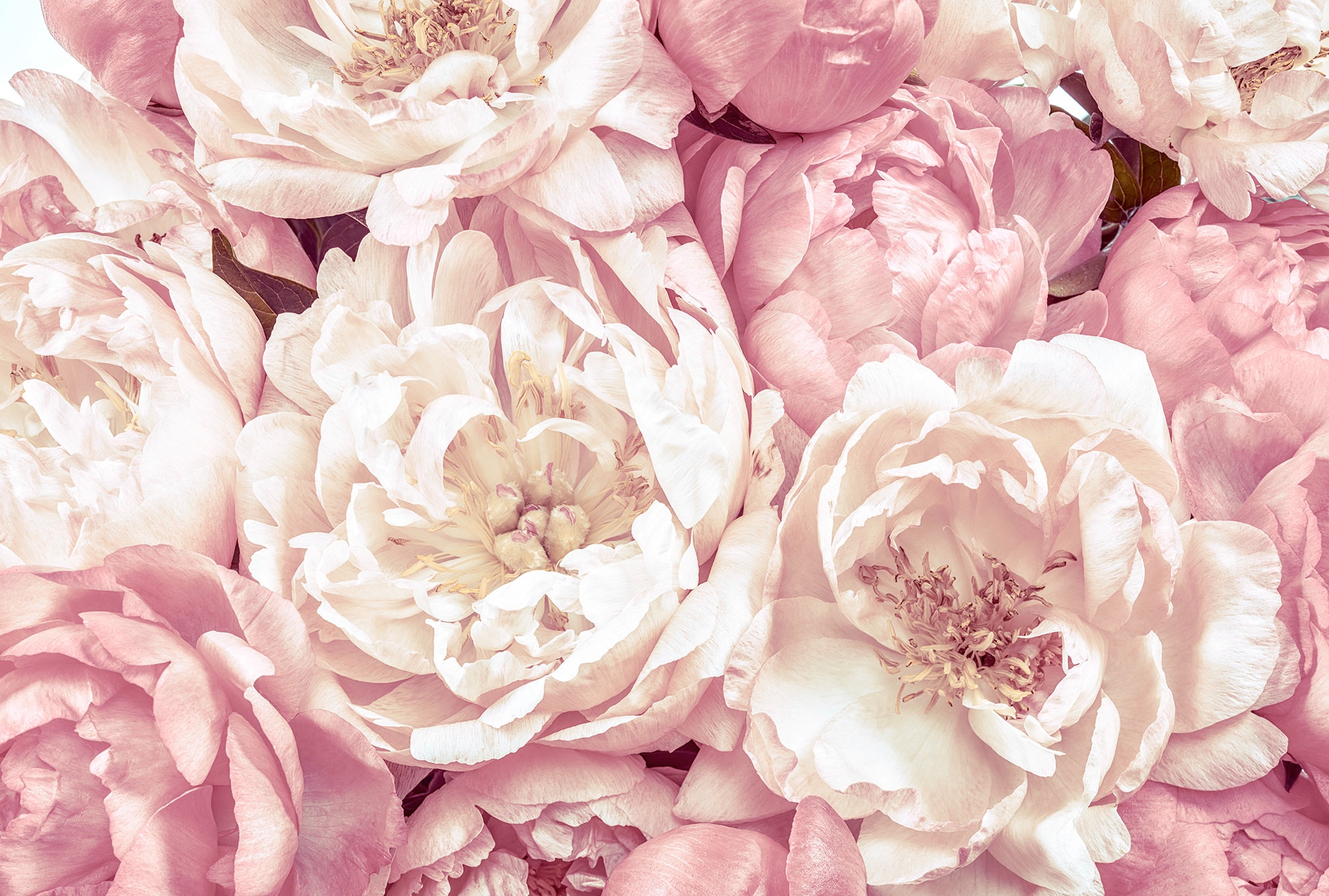 Komar Vliestapete "Vlies - Peonies - Größe 368 x 248 cm" bedruckt glatt Wohnzimmer, Schlafzimmer