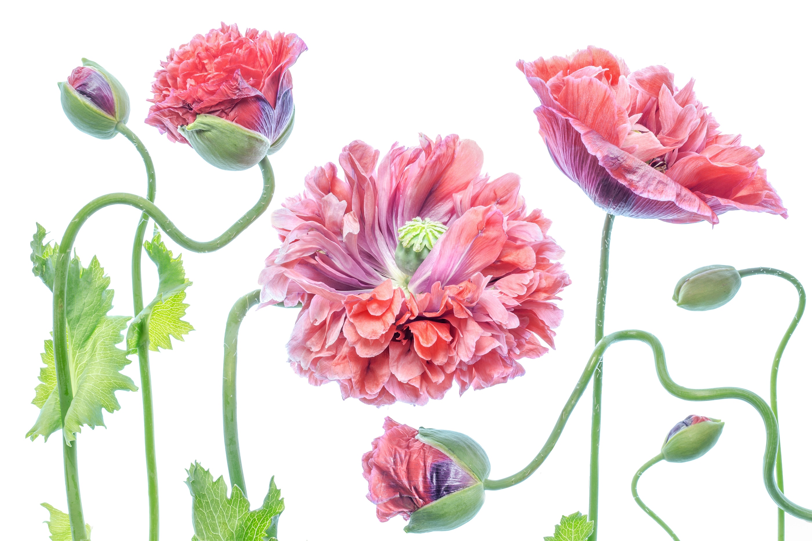 Papermoon Fototapete "Photo-Art MANDY DISHER, SCHICK"