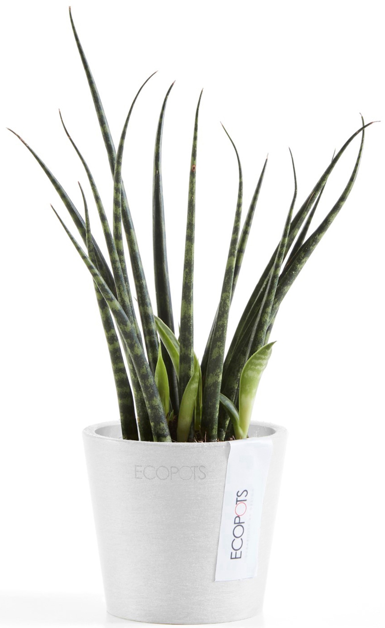 ECOPOTS Blumentopf »Amsterdam Mini 8 Weiß«, für den Innenbereich