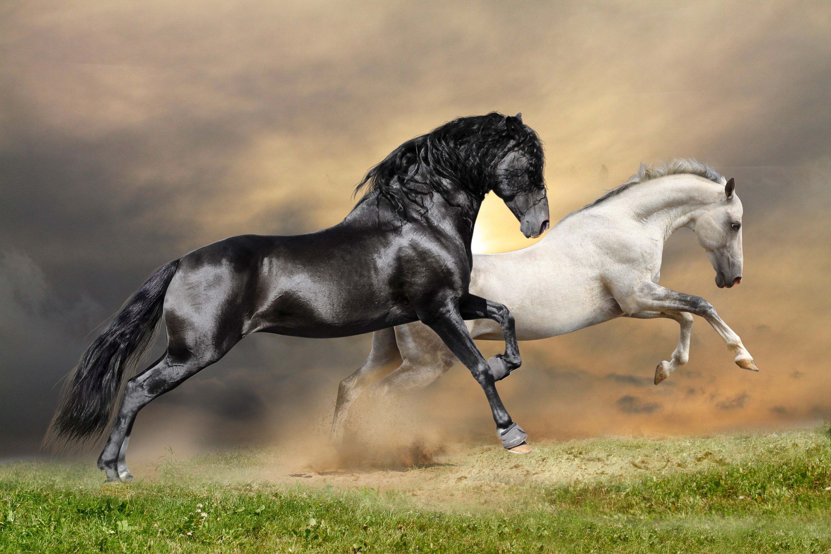 Papermoon Fototapete "Black and White Horses" glatt