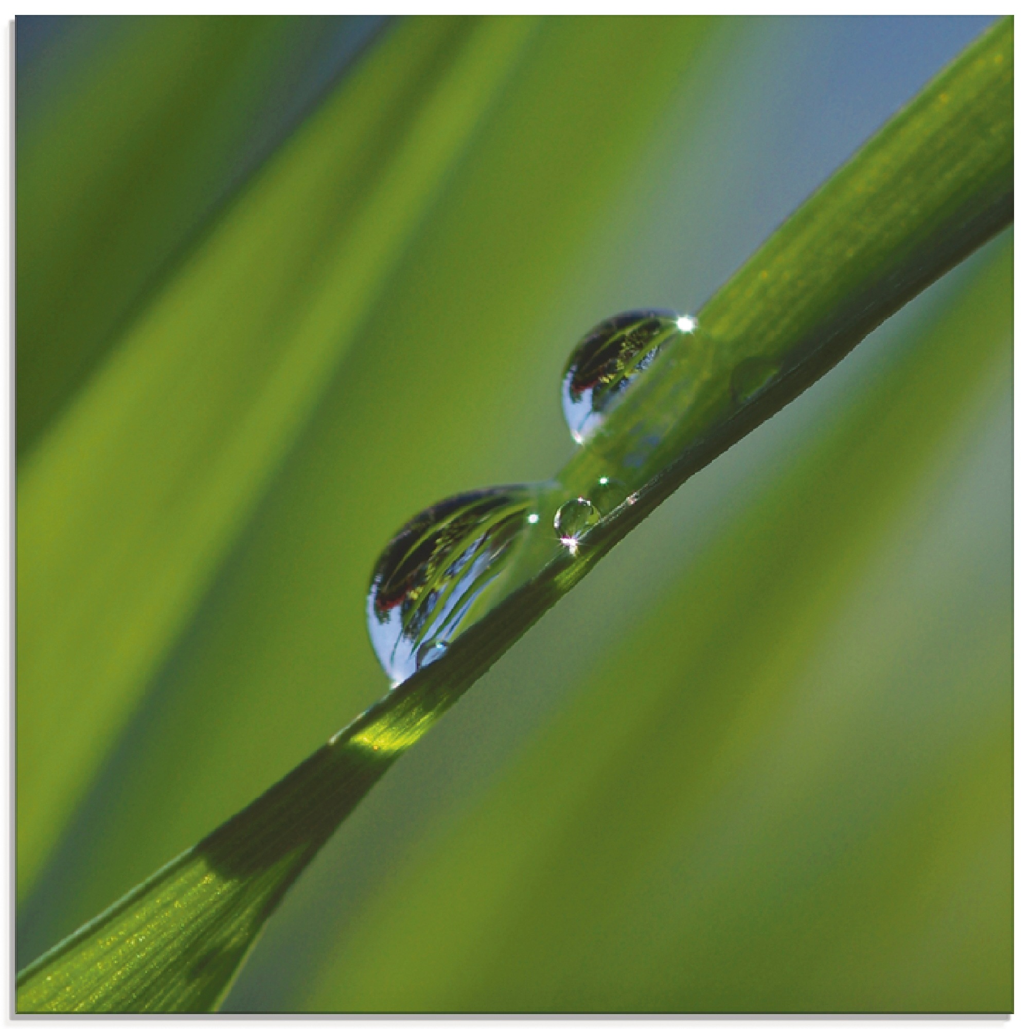 Glasbild »Wassertropfen auf Grashalm«, Gräser, (1 St.), in verschiedenen Größen