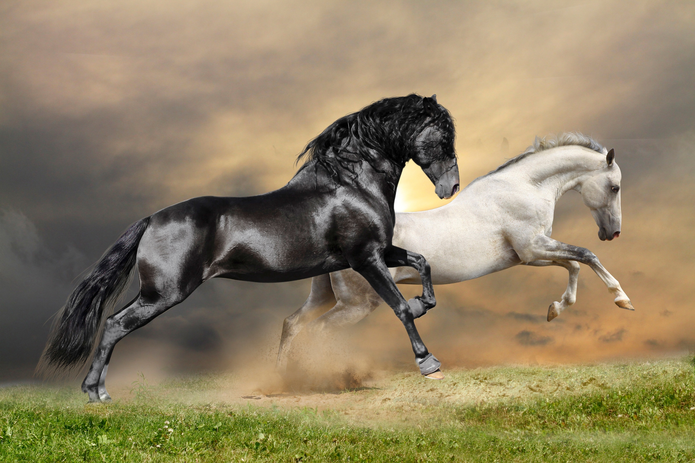 Papermoon Fototapete "Black and White Horses" glatt
