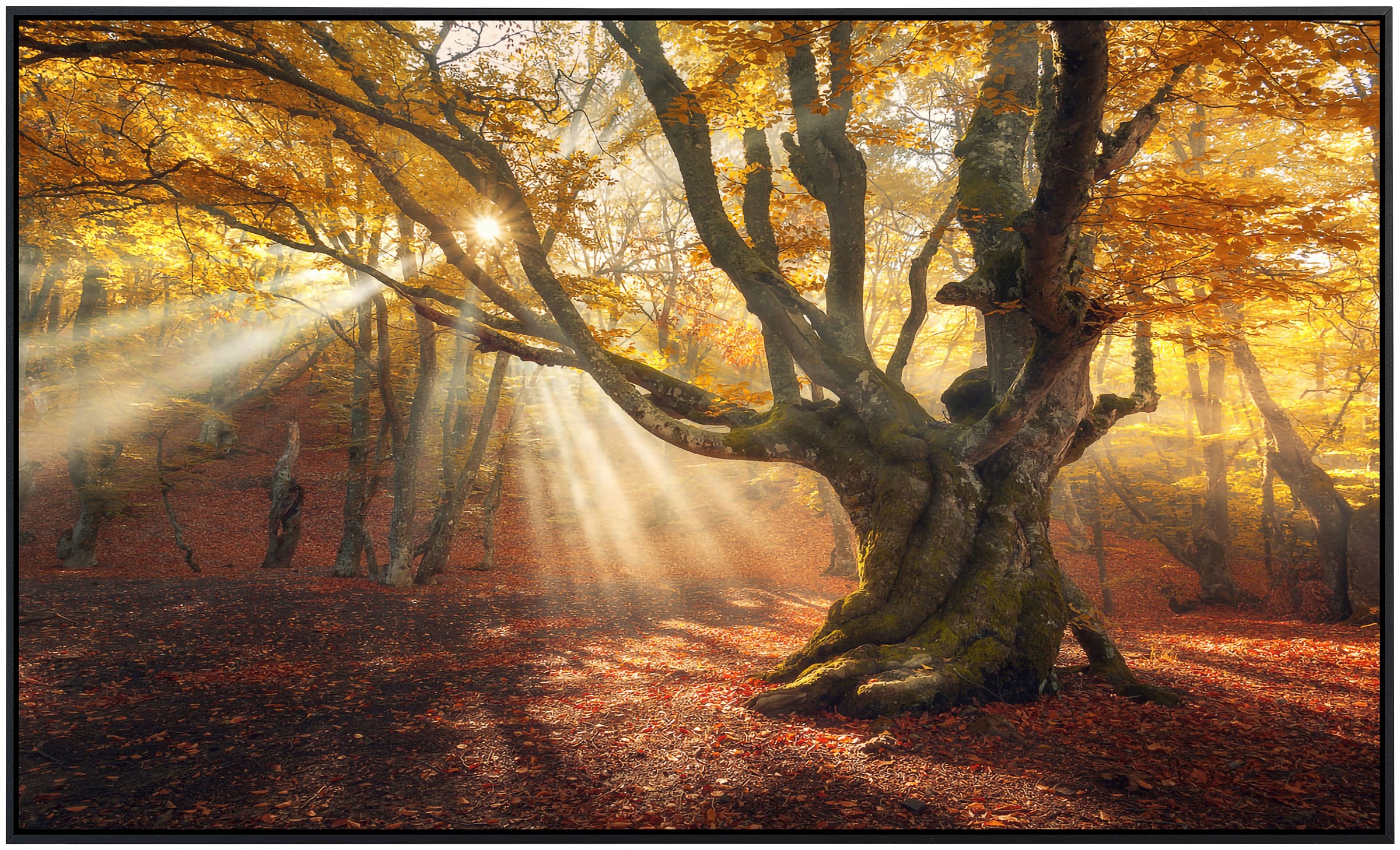 Papermoon Infrarotheizung »Magischer alter Baum Herbstwald«, sehr angenehme Strahlungswärme